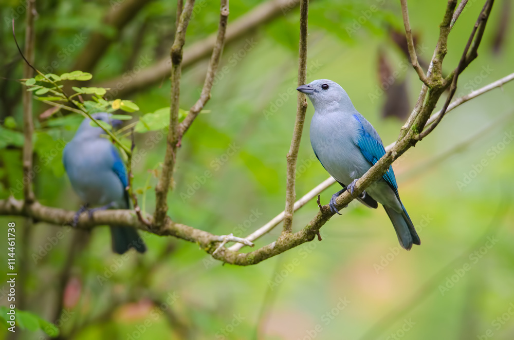 Blue-gray tanager (Thraupis episcopus), Puerto Viejo de Sarapiqui, Costa Rica