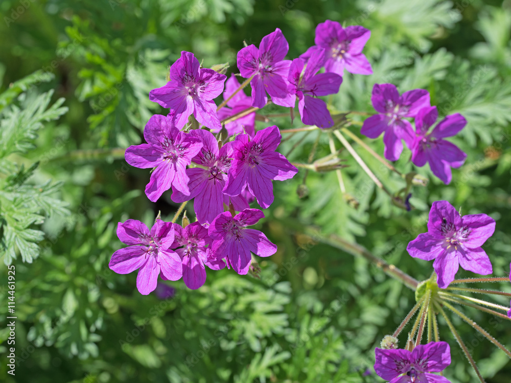 Fototapeta premium Storchschnabel, Geranium