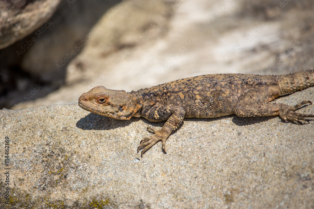Fototapeta premium portrait of brown lizard on the rock, Georgia