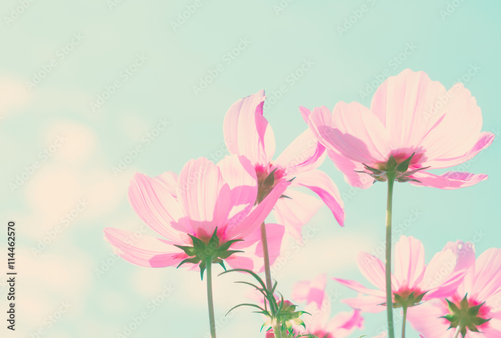 Cosmos pink flowers