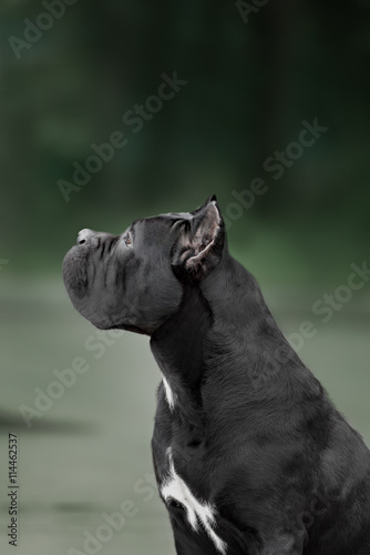 The portrait of Italian cane-corso dog