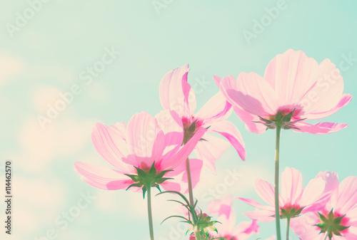 Cosmos pink flowers