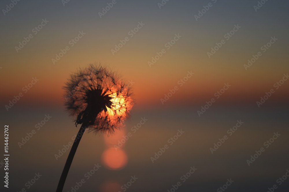 dandelion flower and sunset