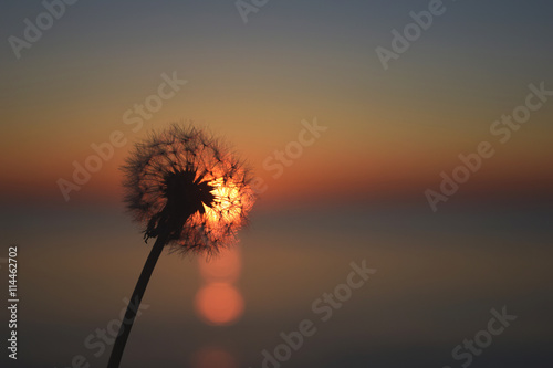 dandelion flower and sunset