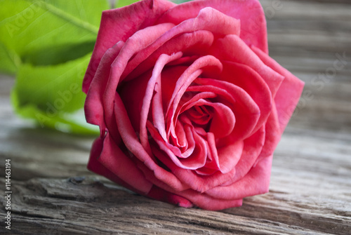 Rote Rose  Rosaceae  auf Treibholz   Holz Hintergrund  Textfreiraum