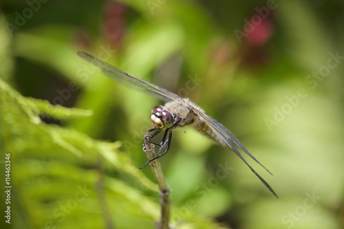 Garden Dragonfly