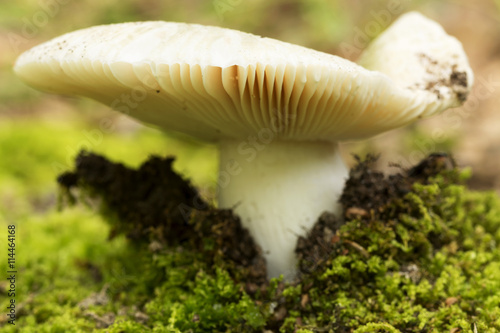 Mushroom in the forest (selective focus)