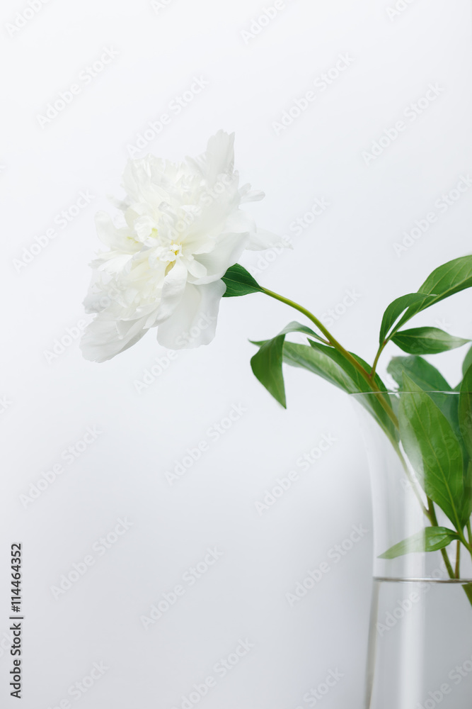 Single white peony in glass vase