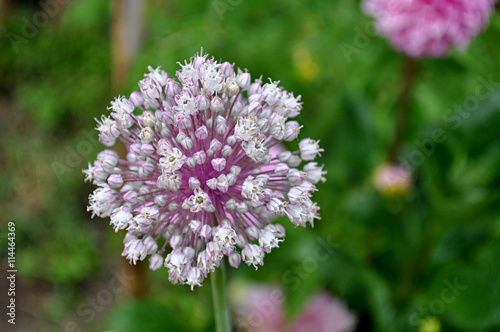 leek flowers with insect