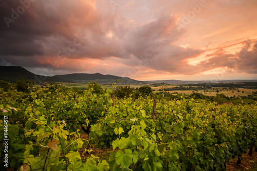 Weinreben im Sonnenuntergang auf der Limburg , Weilheim an der Teck.