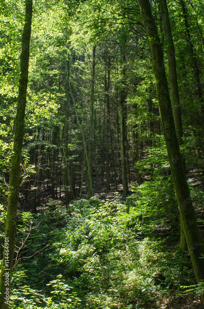 Fototapeta premium look through the tree trunks to the thick lush and green forest on a sunny summer day
