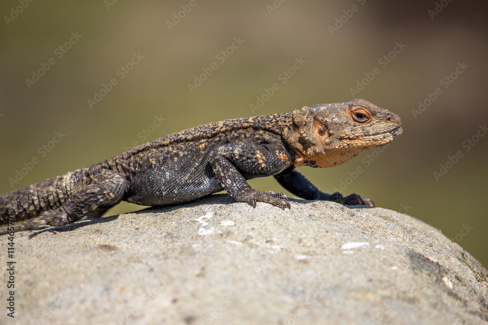 portrait of brown lizard on the rock, Georgia portrait of brown lizard on the rock, Georgia