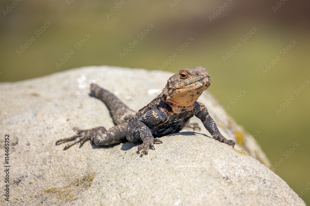 portrait of brown lizard on the rock, Georgia portrait of brown lizard on the rock, Georgia