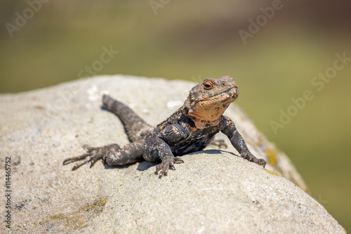 portrait of brown lizard on the rock, Georgia © k_samurkas