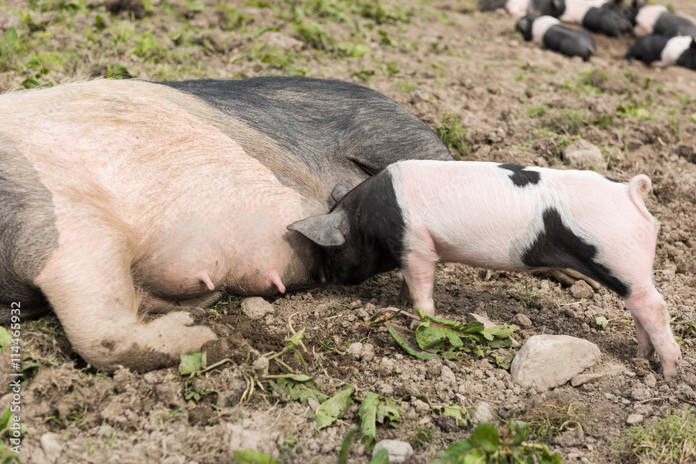 A large Saddleback pig lying down in a muddy field, while young piglets feed from her nipples A large Saddleback pig lying down in a muddy field, while young piglets feed from her nipples