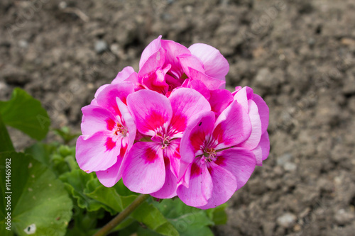Fototapeta Naklejka Na Ścianę i Meble -  Rosa farbige Pelargonium , blühend in einem Garten im Frühjahr