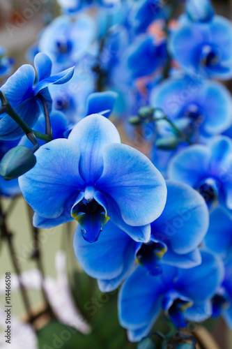 Beautiful blue orchid on flower show