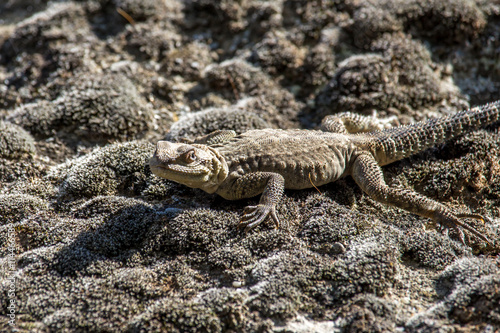 portrait of brown lizard on the rock, Georgia