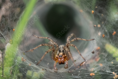 Labyrinth or Funnel-web Spider (Agelena labyrinthica) lurking in its web or retreat