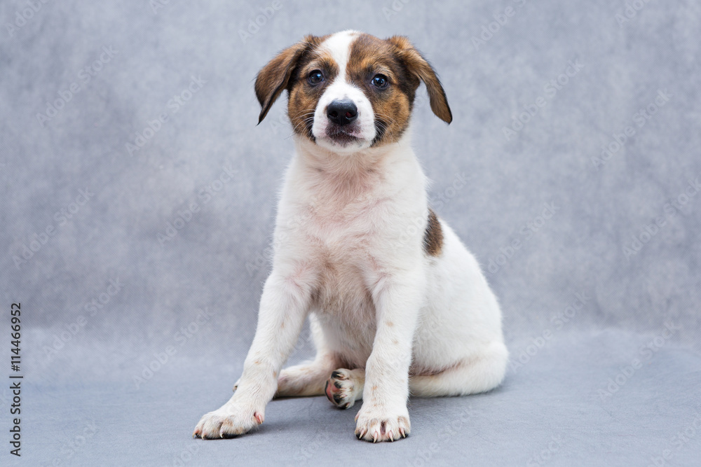 Small, spotted puppy Small, spotted puppy