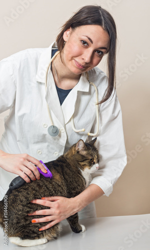 Veterinary doctor combs big gray cat