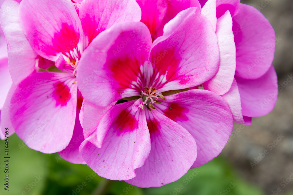 Rosa farbige Pelargonium , blühend in einem Garten im Frühjahr Rosa farbige Pelargonium , blühend in einem Garten im Frühjahr
