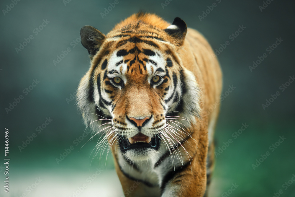 Naklejka premium Dzikie zwierzę portret tygrysa