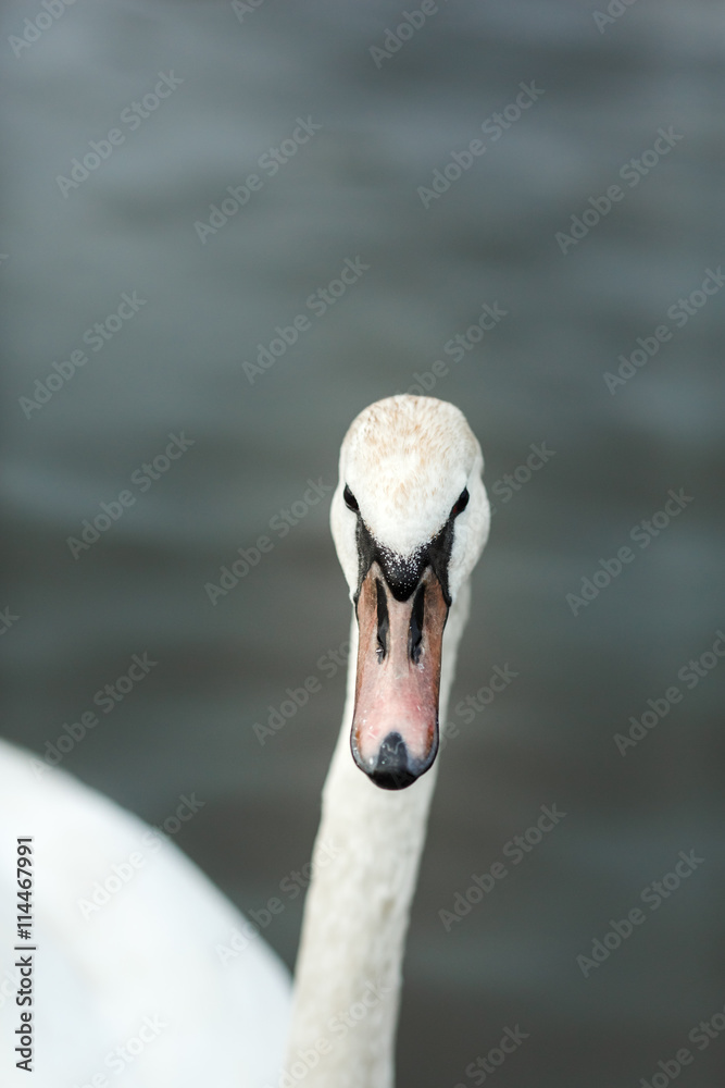 Obraz premium White swan on the river