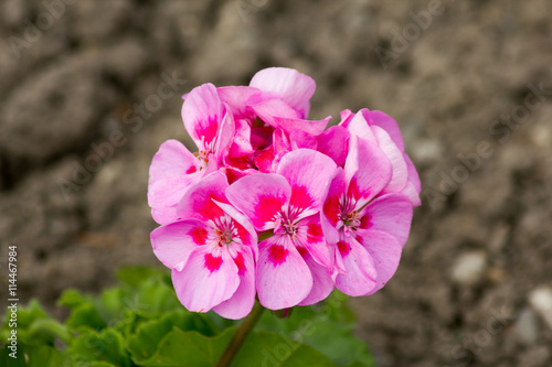 Fototapeta Naklejka Na Ścianę i Meble -  Rosa farbige Pelargonium , blühend in einem Garten im Frühjahr