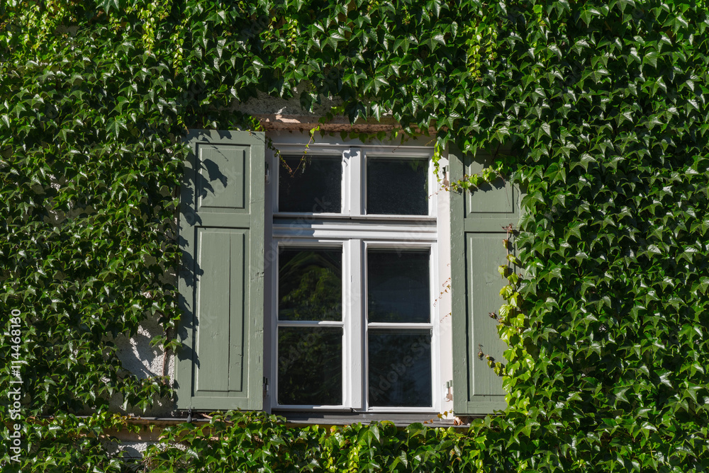 Fenster mit Holzläden und Efeu