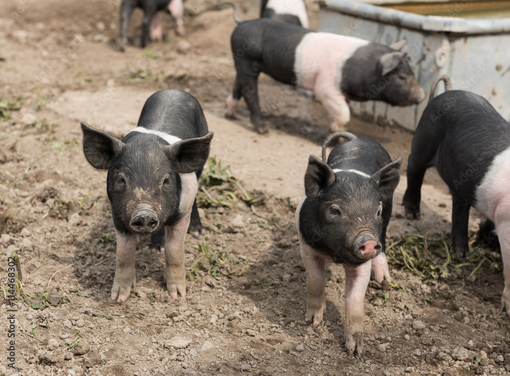 Saddleback piglets looking for food in a muddy field Saddleback piglets looking for food in a muddy field