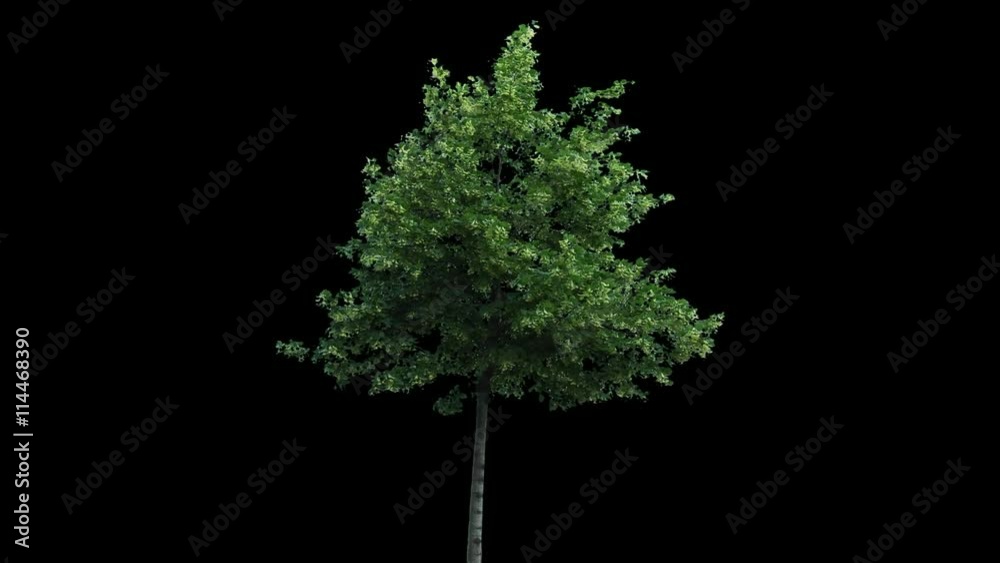 High quality 10bit footage of tree on the wind with Alpha Channel.  Made from 14bit RAW.