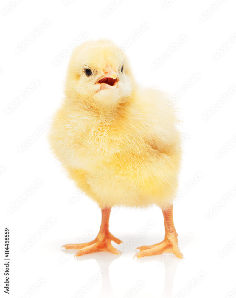 Small yellow chicken isolated on white