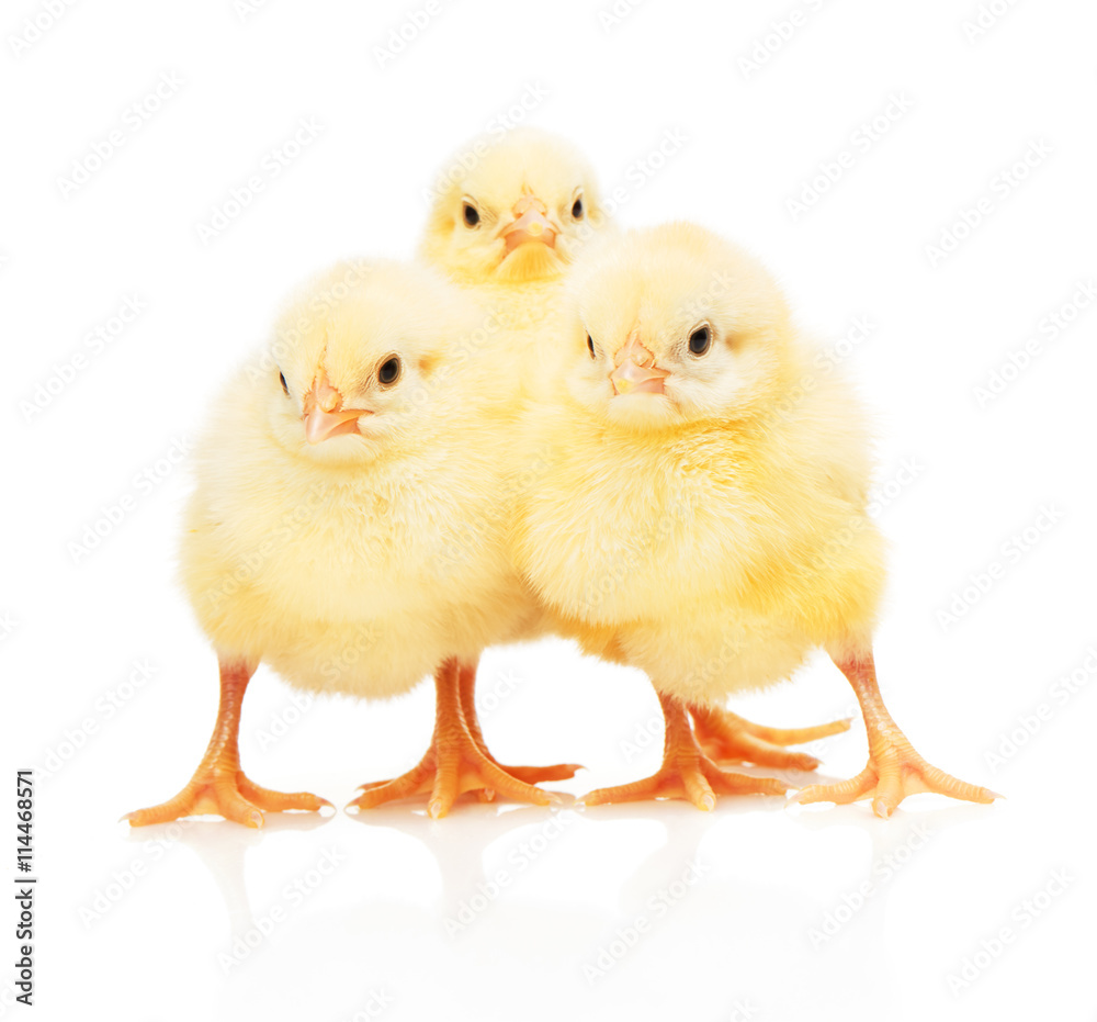 Obraz premium Three small yellow chickens standing isolated on white