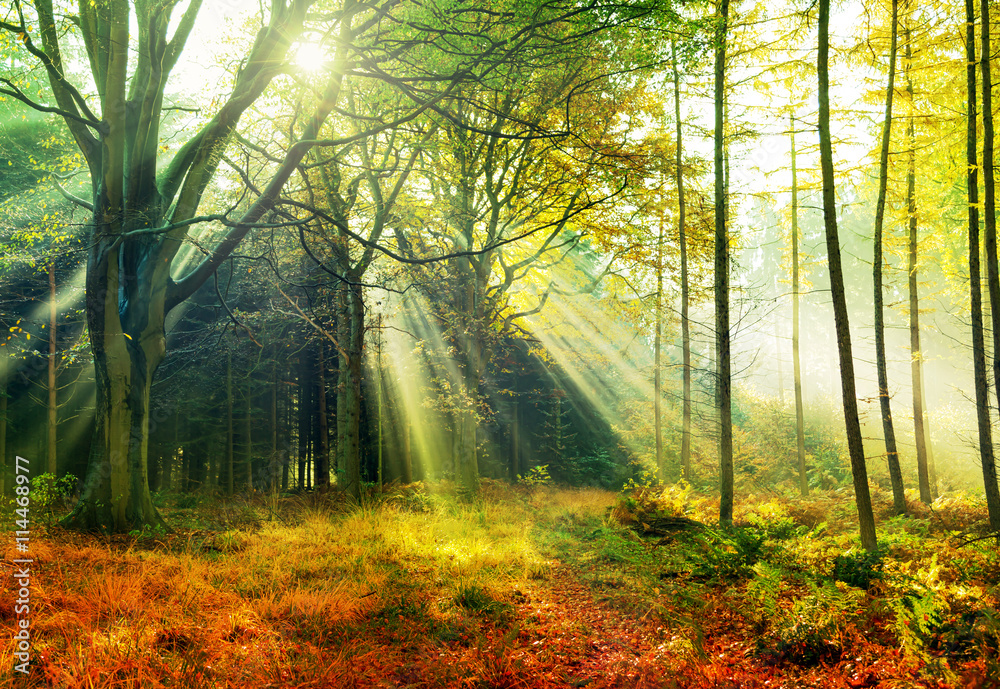 Morgensonne im Herbstwald - obrazy, fototapety, plakaty 