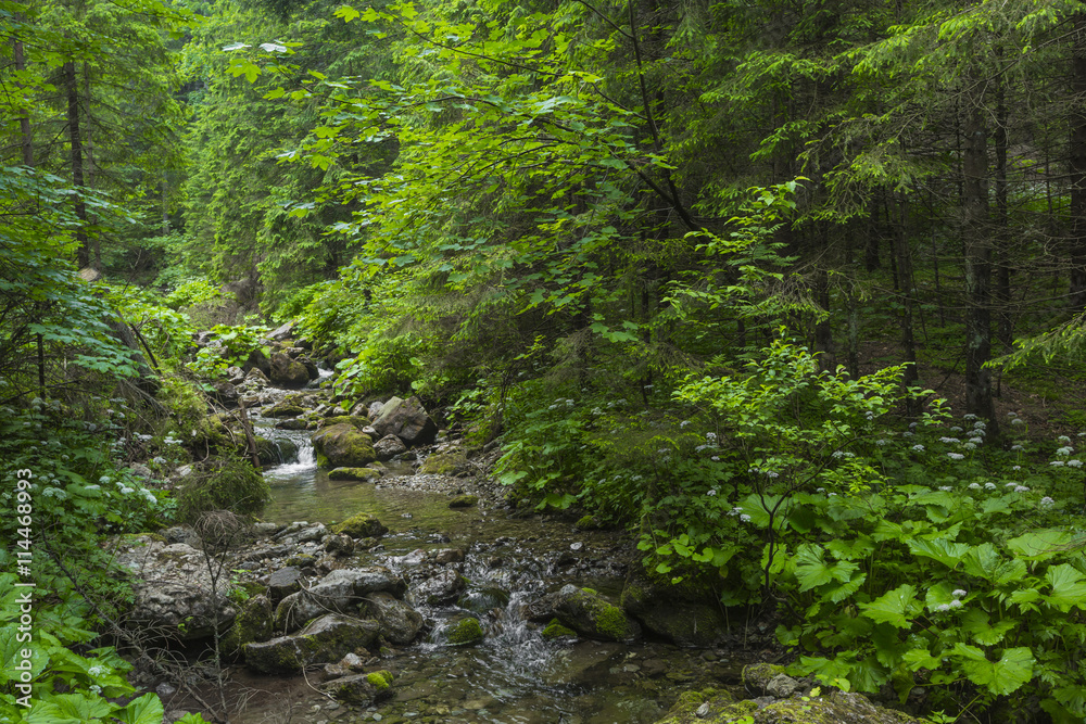 Mountain stream in the Polish mountains - Tatra Mountains. Tatra Mountain stream in the Polish mountains - Tatra Mountains. Tatra