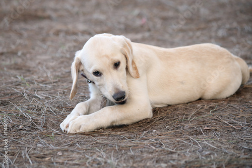 Obraz na plátně Labrador retriever puppy chewing a stick at a dog park
