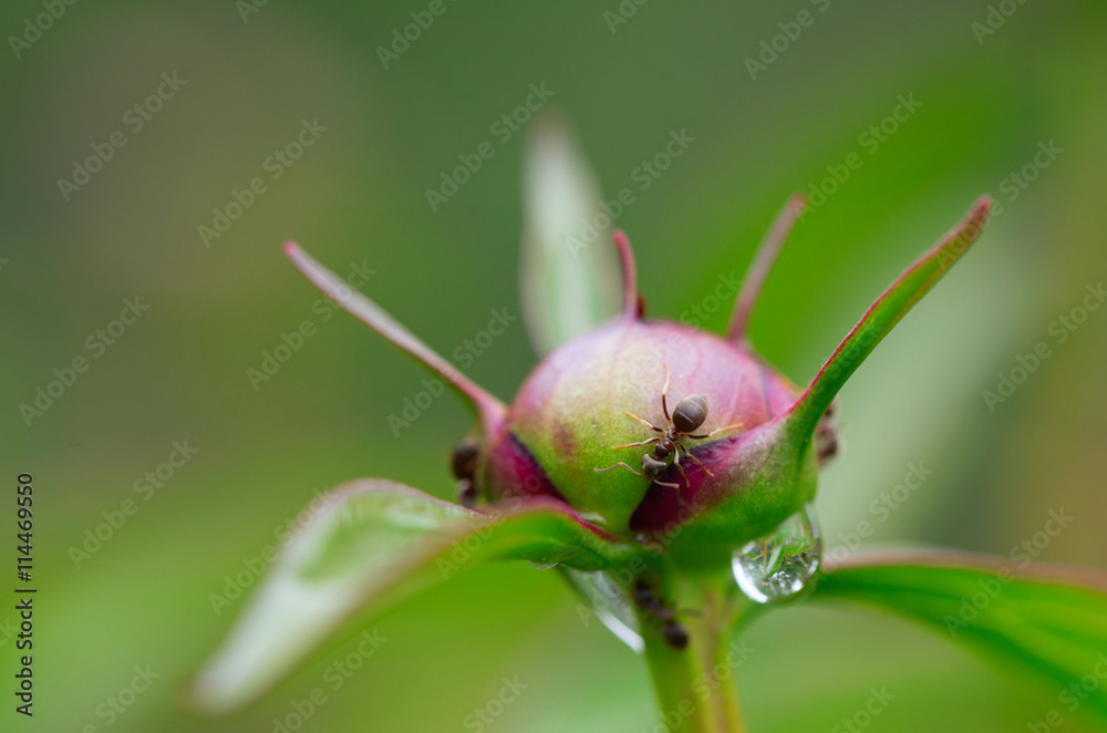 Ants on a peony bud. Ants on a peony bud.
