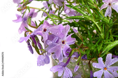 Small lilac flowers with water drops on a white background
