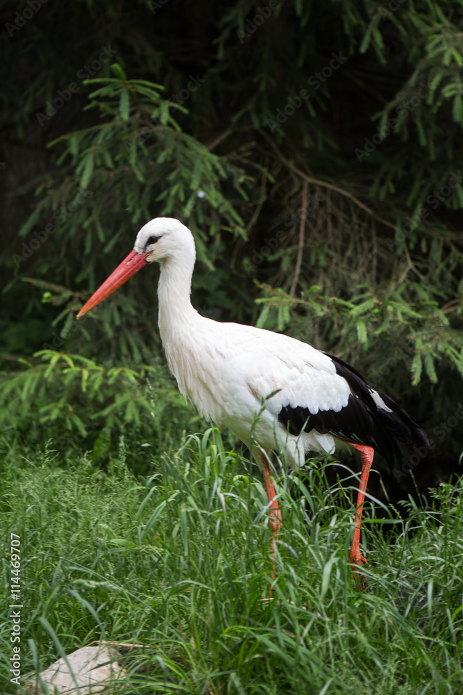 Weißstorch Weißstorch