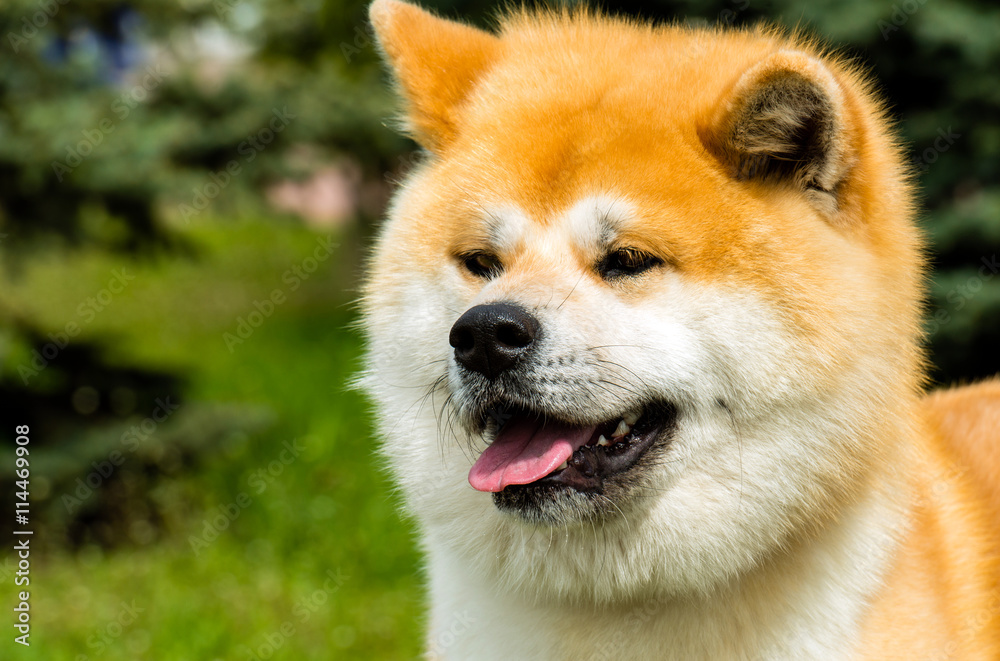 The Japanese Akita Inu portrait. The Japanese Akita Inu is in the park.