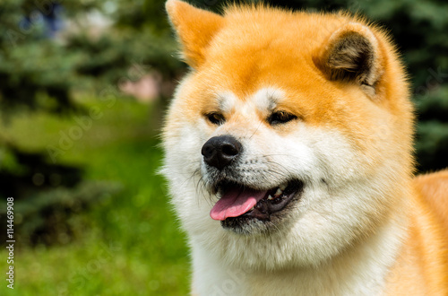 Fototapeta Naklejka Na Ścianę i Meble -  The Japanese Akita Inu portrait. The Japanese Akita Inu is in the park.