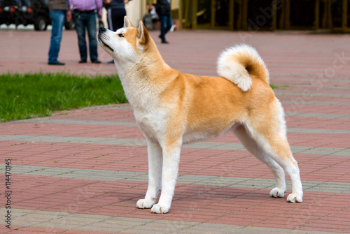 Fototapeta Naklejka Na Ścianę i Meble -  The Japanese Akita Inu profile. The Japanese Akita Inu is in the park.