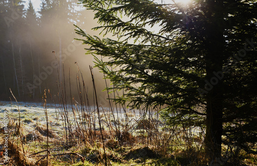 National park Ceskosaske Svycarsko in spring photo