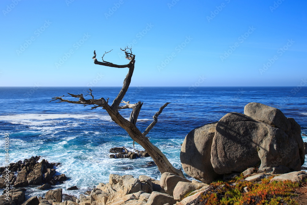 The ghost tree at 17-mile drive, Pebble beach California