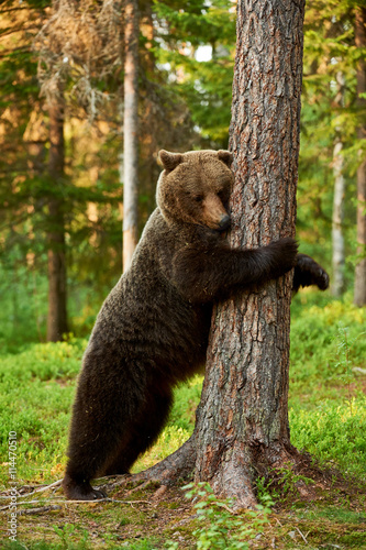 brown bear leaning against a tree