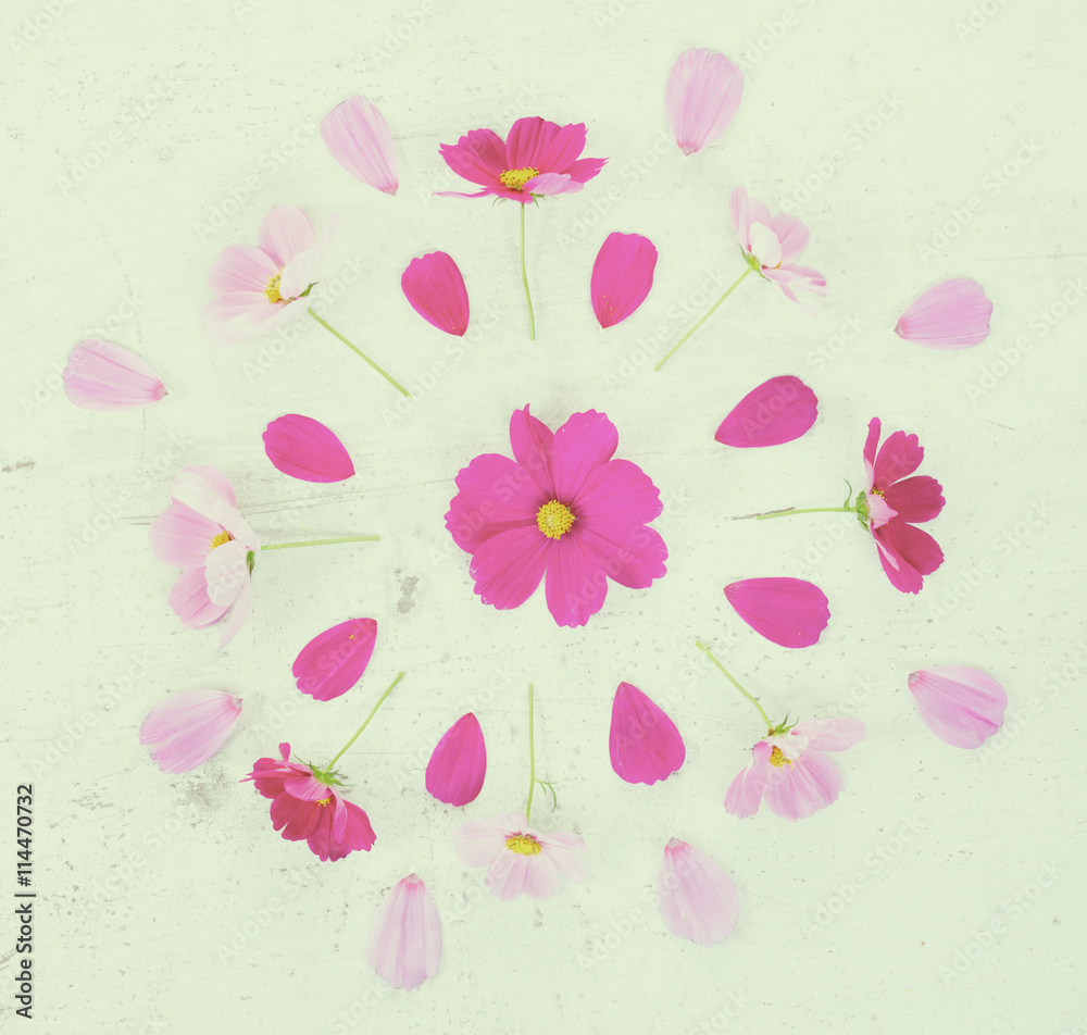Obraz premium Cosmos pink flowers