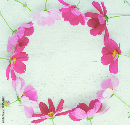 Fototapeta Naklejka Na Ścianę i Meble -  Cosmos pink flowers