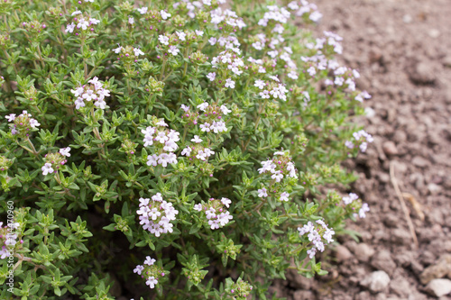 Thymian (Thymus vulgaris) ist eine Heilpflanze für Medizin und Aromatherapie und ein beliebtes Küchenkraut.