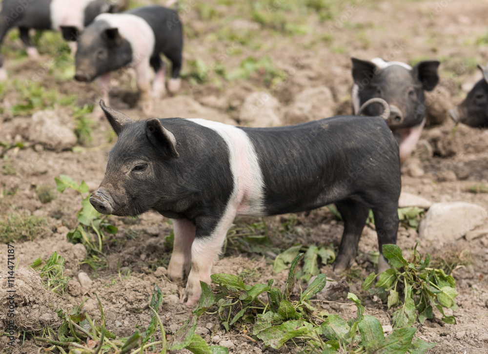 Saddleback piglet looking for food in a muddy field Saddleback piglet looking for food in a muddy field